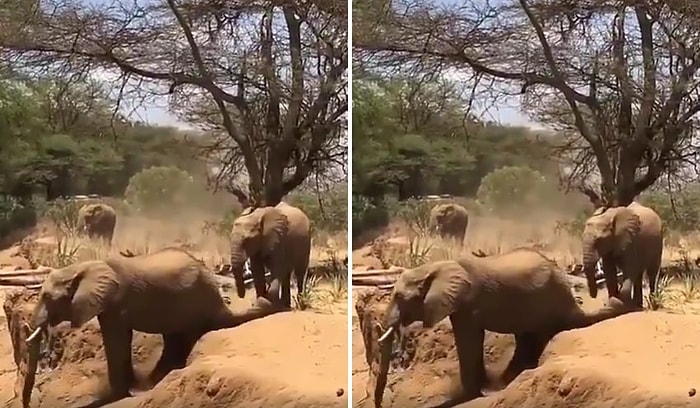 Yüksek Bir Yerden İnerken Kendine Has Bir Yöntemle İnen Filin Muhteşem Görüntüleri