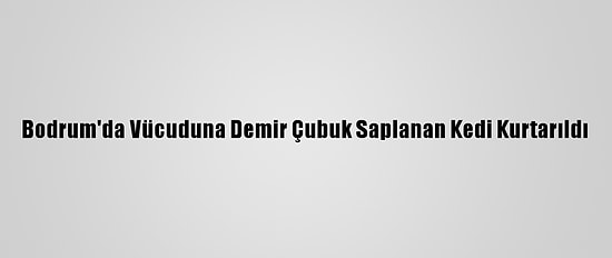 Bodrum'da Vücuduna Demir Çubuk Saplanan Kedi Kurtarıldı