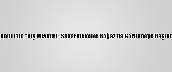 İstanbul'un "Kış Misafiri" Sakarmekeler Boğaz'da Görülmeye Başlandı