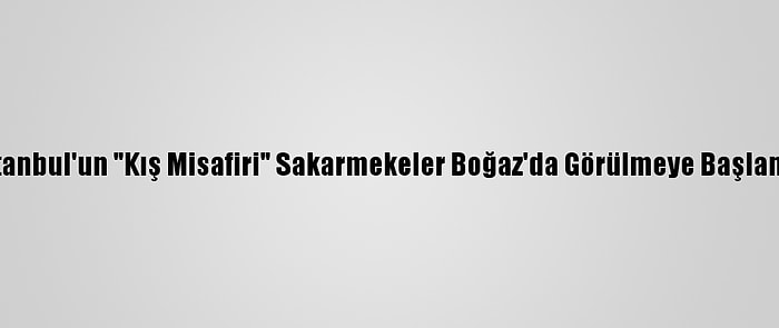 İstanbul'un "Kış Misafiri" Sakarmekeler Boğaz'da Görülmeye Başlandı