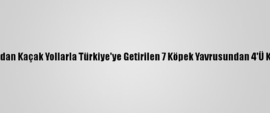 Bulgaristan'dan Kaçak Yollarla Türkiye'ye Getirilen 7 Köpek Yavrusundan 4'Ü Kuvöze Alındı