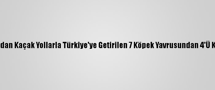 Bulgaristan'dan Kaçak Yollarla Türkiye'ye Getirilen 7 Köpek Yavrusundan 4'Ü Kuvöze Alındı