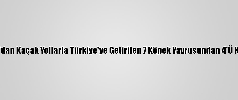 Bulgaristan'dan Kaçak Yollarla Türkiye'ye Getirilen 7 Köpek Yavrusundan 4'Ü Kuvöze Alındı