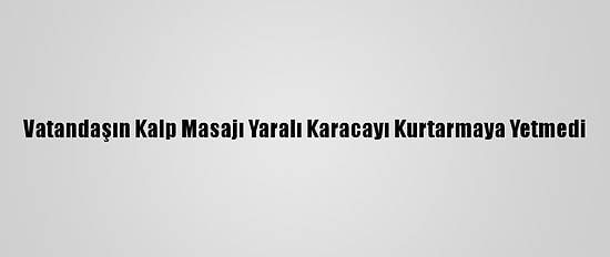 Vatandaşın Kalp Masajı Yaralı Karacayı Kurtarmaya Yetmedi
