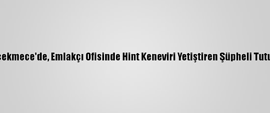 Büyükçekmece'de, Emlakçı Ofisinde Hint Keneviri Yetiştiren Şüpheli Tutuklandı