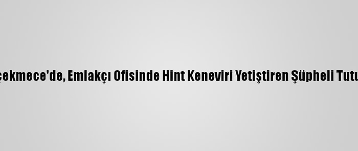 Büyükçekmece'de, Emlakçı Ofisinde Hint Keneviri Yetiştiren Şüpheli Tutuklandı