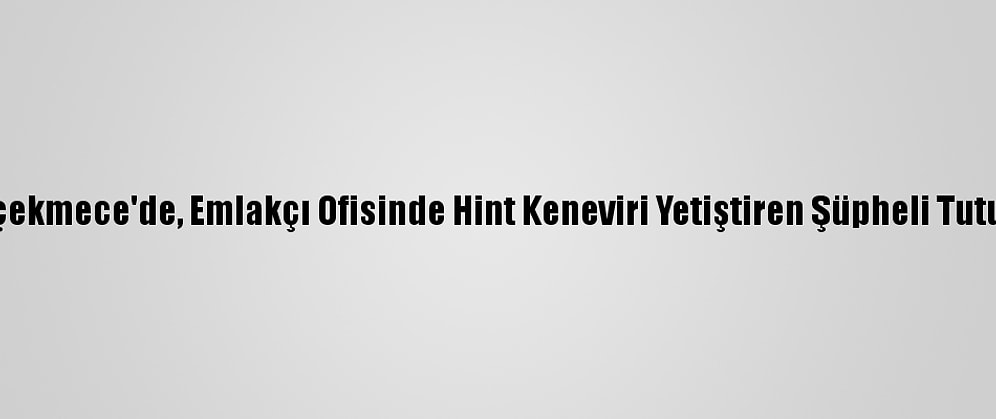 Büyükçekmece'de, Emlakçı Ofisinde Hint Keneviri Yetiştiren Şüpheli Tutuklandı