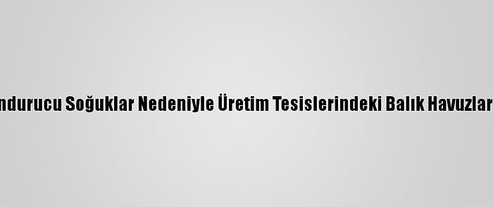 Kars'ta Dondurucu Soğuklar Nedeniyle Üretim Tesislerindeki Balık Havuzları Buz Tuttu