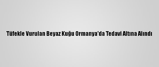 Tüfekle Vurulan Beyaz Kuğu Ormanya'da Tedavi Altına Alındı