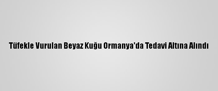 Tüfekle Vurulan Beyaz Kuğu Ormanya'da Tedavi Altına Alındı