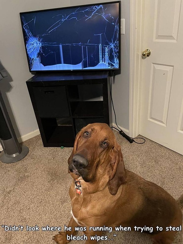 3. "Зря мы не проверили, что происходит, когда наш пес начал играться с пачкой влажных салфеток".