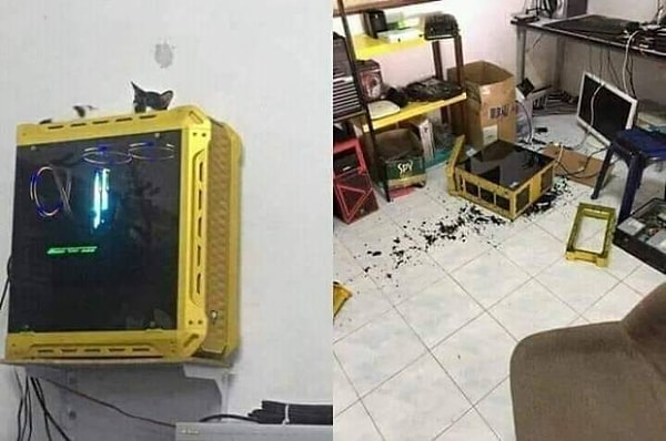 10. "Коты такие безобидные", - говорили они. "Они не принесут вам никаких хлопот", - утверждали они.