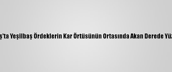 Sarıkamış'ta Yeşilbaş Ördeklerin Kar Örtüsünün Ortasında Akan Derede Yüzme Keyfi