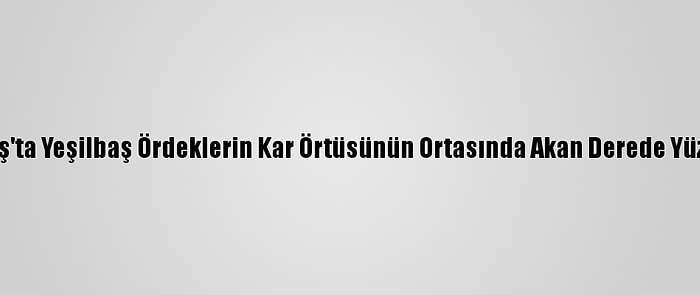 Sarıkamış'ta Yeşilbaş Ördeklerin Kar Örtüsünün Ortasında Akan Derede Yüzme Keyfi