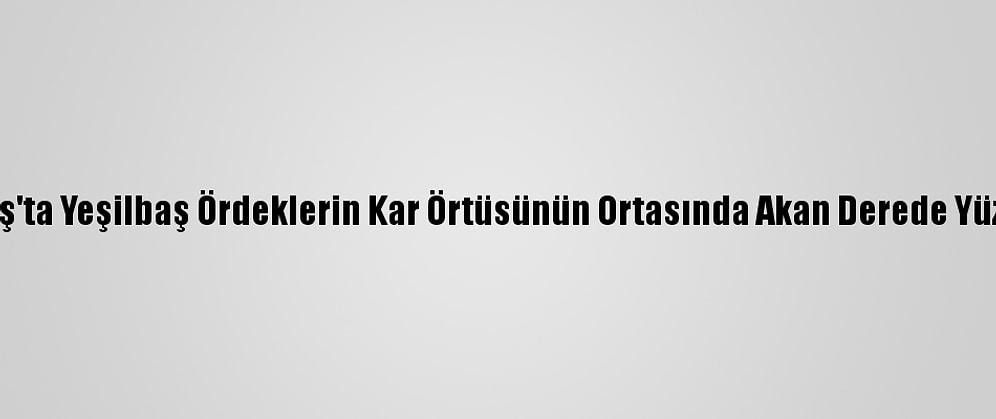 Sarıkamış'ta Yeşilbaş Ördeklerin Kar Örtüsünün Ortasında Akan Derede Yüzme Keyfi