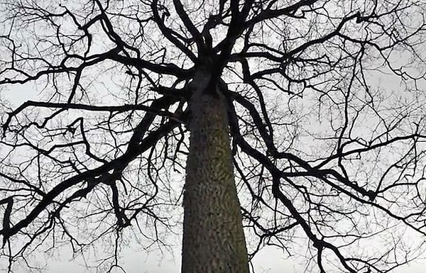 9. Сегодня я узнал, что в 1830-х годах шведский военно-морской флот посадил 300 000 дубов, которые в далеком будущем будут использоваться для производства кораблей. Когда в 1975 году они получили известие, что деревья полностью выросли, они почти не использовали их, поскольку современные военные корабли были построены из металла.