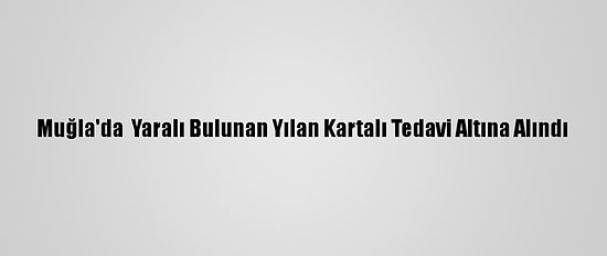 Muğla'da  Yaralı Bulunan Yılan Kartalı Tedavi Altına Alındı