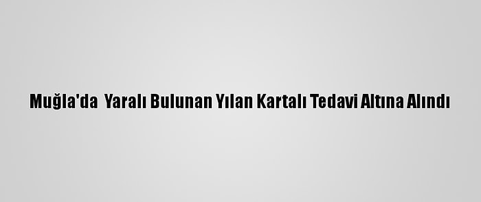 Muğla'da  Yaralı Bulunan Yılan Kartalı Tedavi Altına Alındı