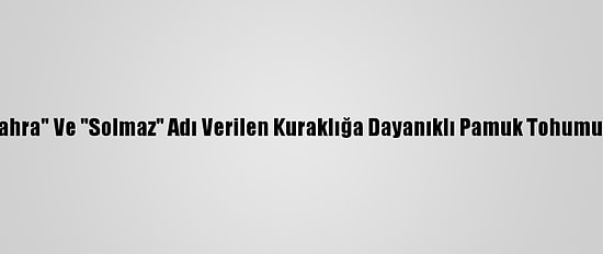 Aydın'da "Sahra" Ve "Solmaz" Adı Verilen Kuraklığa Dayanıklı Pamuk Tohumu Geliştirildi