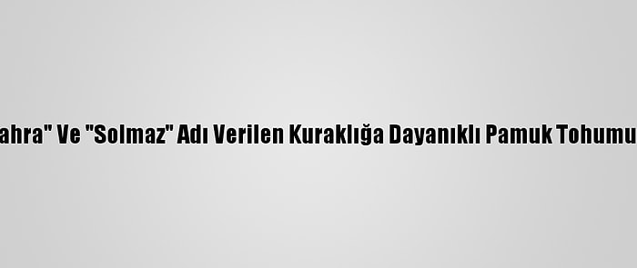 Aydın'da "Sahra" Ve "Solmaz" Adı Verilen Kuraklığa Dayanıklı Pamuk Tohumu Geliştirildi