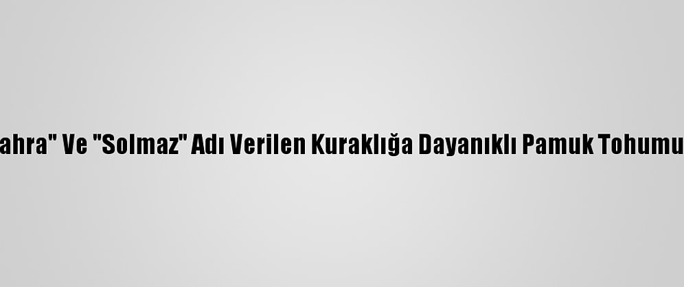 Aydın'da "Sahra" Ve "Solmaz" Adı Verilen Kuraklığa Dayanıklı Pamuk Tohumu Geliştirildi