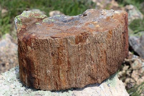 Gümüşhane'deki Yaylada 160 Milyon Yıllık Ağaç Kalıntıları Bulundu