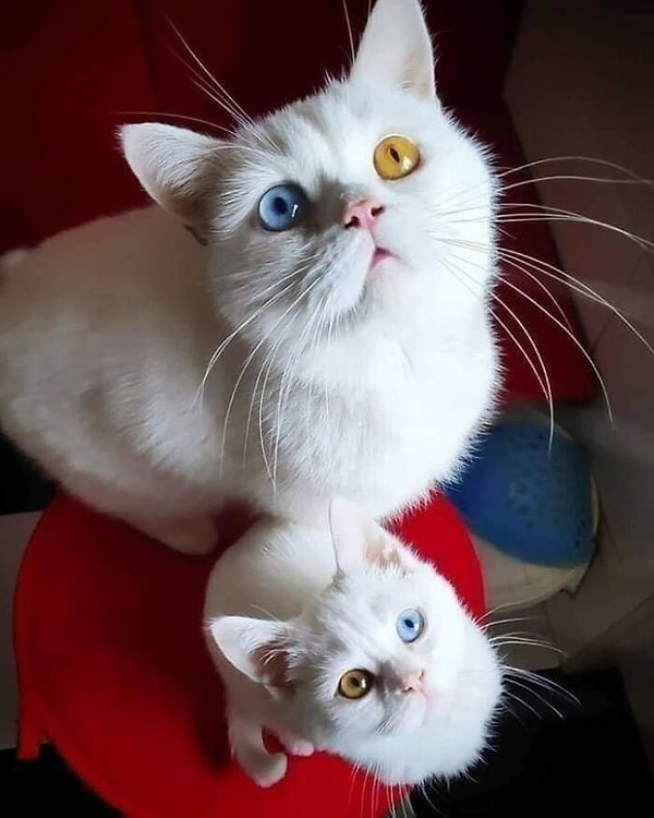 11. Мама и ее дочка