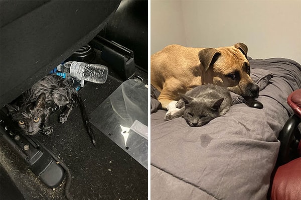 13. Сегодня спасла кошку на автостраде. И не колеблясь, немедленно забрала ее домой