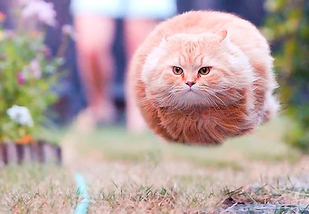 23. Dünyanın en eski kedi fosili Kıbrıs'ta bulunmuştur.