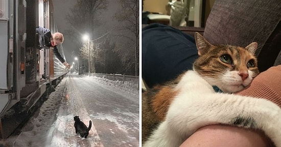 15 самых милых постов о кошках, которые согреют ваши сердца