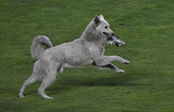 Пёс прервал футбольный матч и 3 минуты бегал по полю