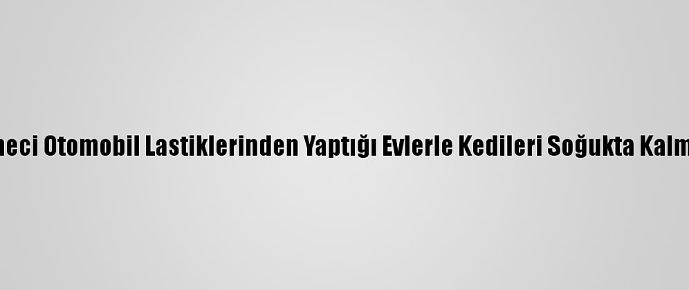 Bingöllü İşletmeci Otomobil Lastiklerinden Yaptığı Evlerle Kedileri Soğukta Kalmaktan Kurtardı