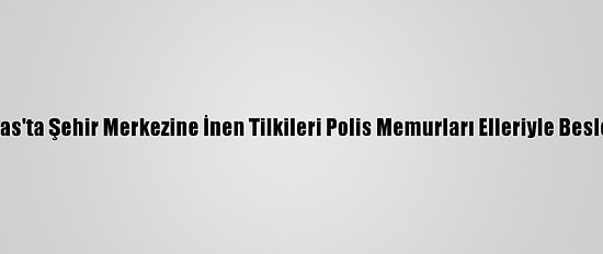 Sivas'ta Şehir Merkezine İnen Tilkileri Polis Memurları Elleriyle Besledi