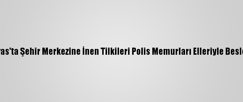 Sivas'ta Şehir Merkezine İnen Tilkileri Polis Memurları Elleriyle Besledi