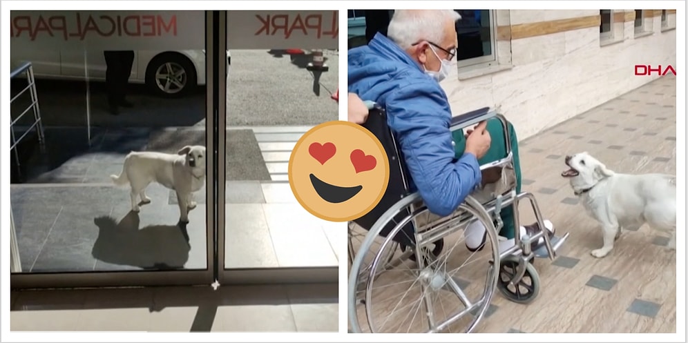 Турецкий пес Бонджук преданно ждал своего хозяина у входа больницы целых 6 дней...и дождался!