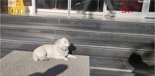 1. Эту очаровательную собаку, которая скромно устроилась на коврике у входа в больницу Medical Park в Трабзоне, зовут Бонджук (это, кстати, в переводе с турецкого означает "бусинка": очень популярная кличка в Турции для домашних животных).