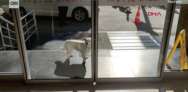 3. Джемаль пробыл в больнице в общей сложности 6 дней, и все это время Бонджук терпеливо ждала своего любимого хозяина у входа больницы.