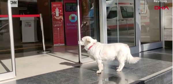 4. Конечно же, своим преданным поведением Бонджук моментально завоевала сердца всех сотрудников больницы, которые подбадривали ее на протяжении всего времени пребывания Джемаля в больнице и угощали всевозможными лакомствами.