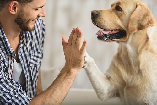 Köpeklerin İlk Kez Ne Zaman ve Nerede Evcilleştirildiği Bulundu