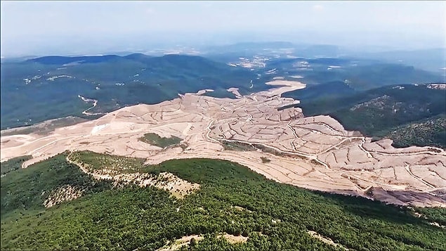 Kazdağları'ndaki ağaçları kim kesti?