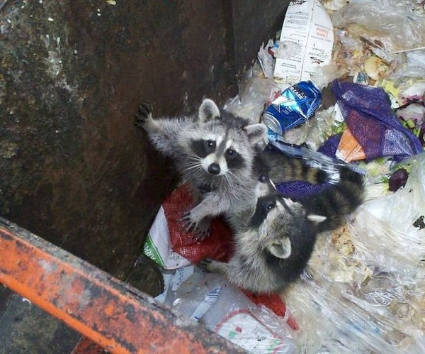 5. "Каждый день на работе я спасаю этих маленьких хулиганов из мусорных контейнеров".