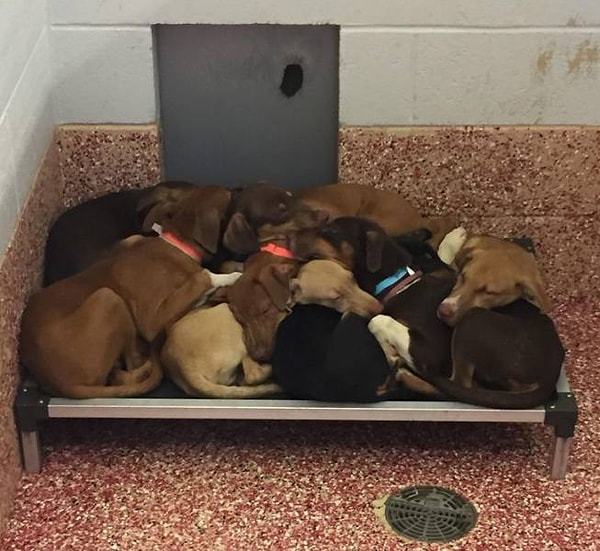 9. "Вчера начал работать в приюте для животных".