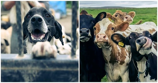 Umut Kısa Yazio: Neden Adil ve Etik Bir Hayvan Hakları Yasası Çıkamaz?