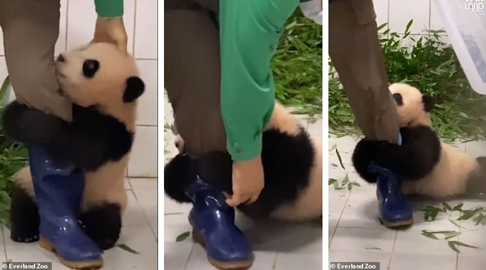 Видео, на котором детеныш панды отказывается отпускать смотрителя зоопарка и отчаянно цепляется за его ногу, бьет рекорды просмотров на Youtube
