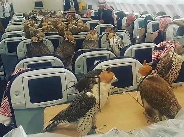 9. Dubai'ye giden ya da Dubai'den gelen uçakların kabininde baykuştan şahine kadar her türlü evcil ve evcilleştirmeye yatkın hayvan ile karşılaşabilirsiniz.