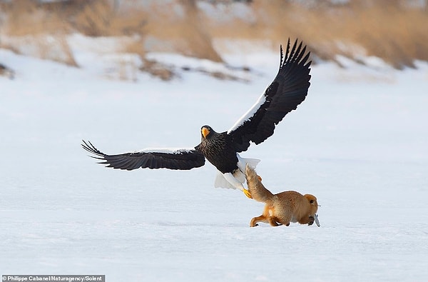 3. Орел кружит над лисицей и даже проводит своими мощными когтями по ее хвосту.