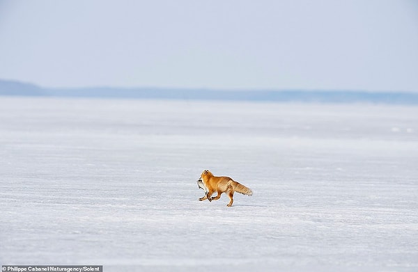 13. Лиса тем временем семенит по замерзшему озеру навстречу своему рыбному пиру. Она его заслужила!