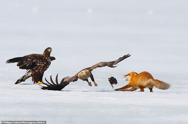 10. Это своеобразное перетягивание каната приводит к тому, что рыбка ускользает от обоих хищников.