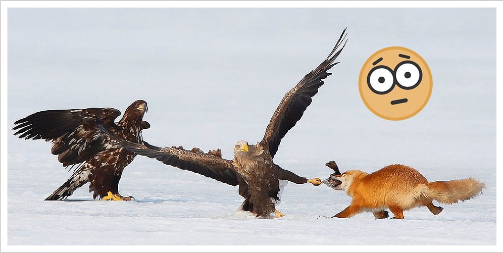 Японский фотограф запечатлел достойную голливудского блокбастера схватку лисы и орлов за ужин (спойлер: лиса победила!)