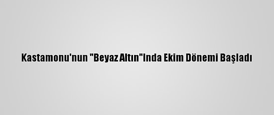Kastamonu'nun "Beyaz Altın"Inda Ekim Dönemi Başladı
